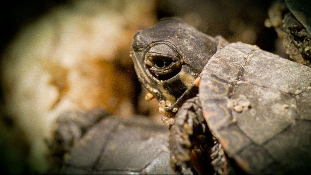 Bbc - Earth - Baby Turtles Survive Deep Freeze