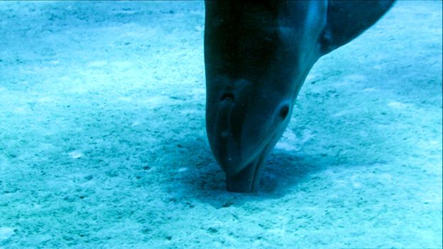 BBC Earth To Escape A Lethal Hunter Razorfish Bury Themselves In Sand