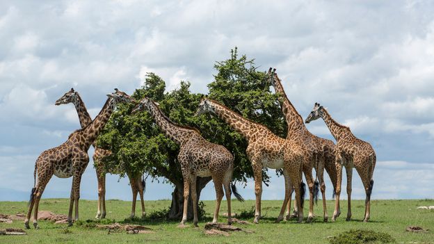 BBC - Earth - Giraffes may not have evolved long necks to reach tall trees