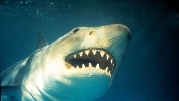 I felt like I was in 'Jaws' when a 6-foot shark attacked