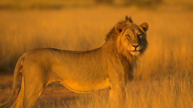 A lion (Panthera leo) in Samburu National Reserve (Credit: T. J. Rich/naturepl.com)