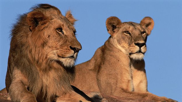 A pair of lions (Credit: Karl Ammann/naturepl.com)