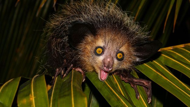 Bbc Earth Real Animals That Look Like Pokemon