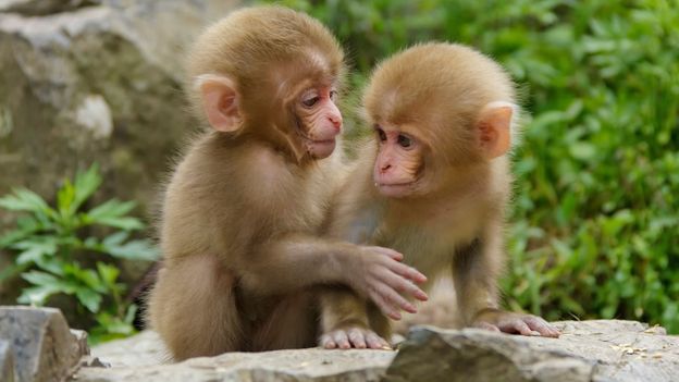 c Earth Newborn Monkeys Smile In Their Sleep Just Like Babies Do