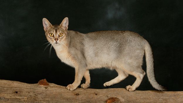 south american feral feline