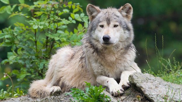 BBC - Earth - The real origin of North America's wolves