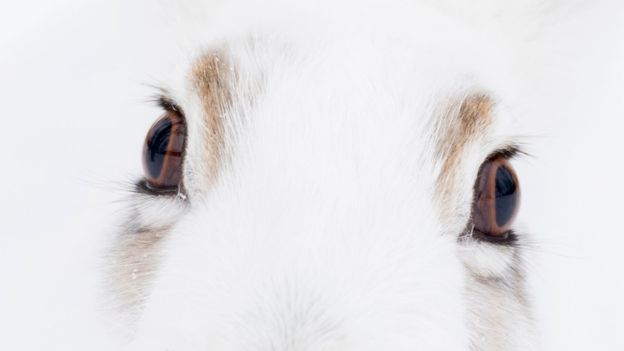 BBC - Earth - Which animals do these eyes belong to?