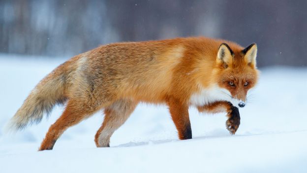 Bbc Earth A Soviet Scientist Created The Only Tame Foxes In The World,Best Vegan Burger Recipe