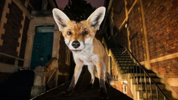 Bbc Earth A Soviet Scientist Created The Only Tame Foxes In The World,What Is Wheybolic
