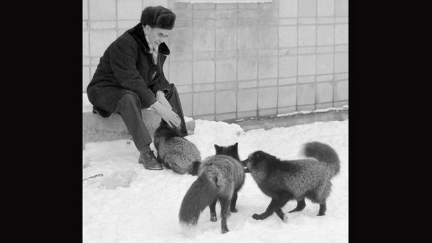 tame fox experiment
