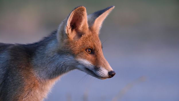 Bbc Earth A Soviet Scientist Created The Only Tame Foxes In The World,Yogurt Makers At Walmart