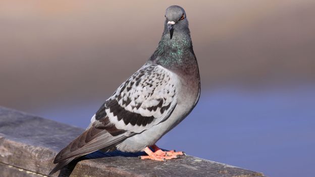 BBC - Earth - Pigeons choose to hear bad news, even if it costs them food