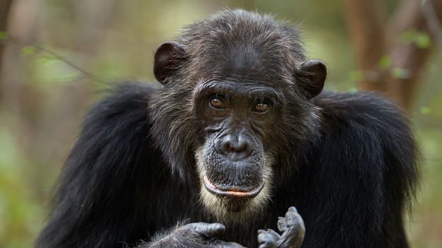chimpanzee baby likings