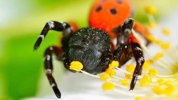 Bbc Earth Dark Secrets Of Britains Sexiest Spiders