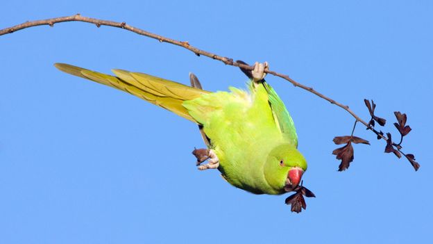 feral parakeets