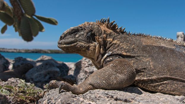 41 Best Pictures Are Iguanas Good Pets Reddit - Iguana Iguana Avoid The Marijuana 85 Of Students Would Rather Pet An Iguana Than Smoke Marijuana You Have Become The Very Thing You Swore To Destroy Reddit Meme On Me Me