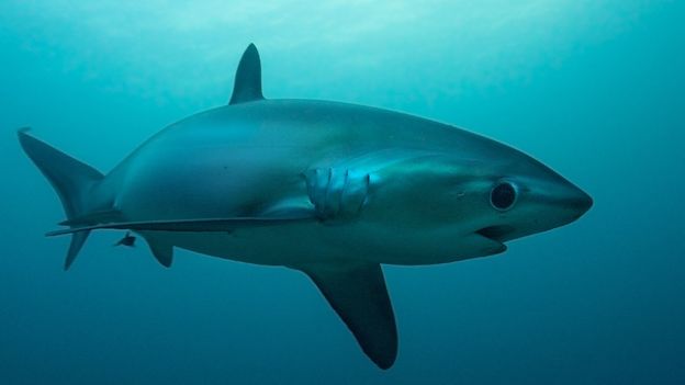 shark souvenir shop