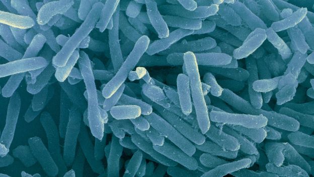 BBC - Earth - A microbe no one has even seen could explain our origins