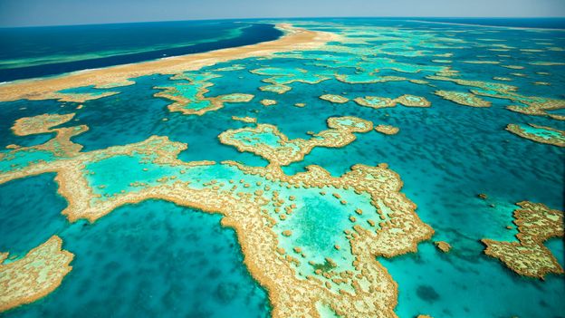 Bbc - Earth - This Week The Great Barrier Reef Mated