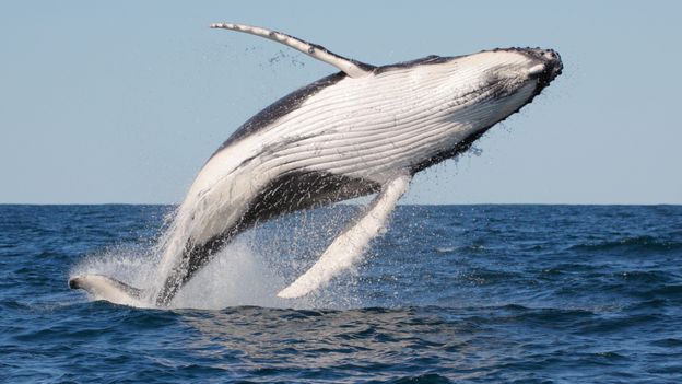 BBC - Earth - Why whales jump out of the water, or slap it with their fins