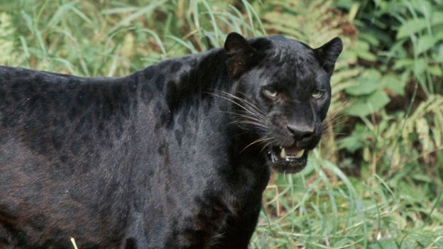 puma cougar jaguar woman