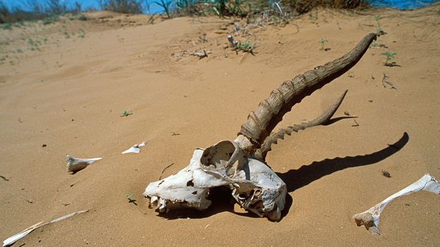 Bbc Earth The Sad Fate Of The Saiga Antelope From Planet Earth Ii