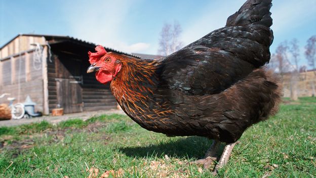 This chicken has a first-rate mind (Credit: Pete Cairns/naturepl.com)