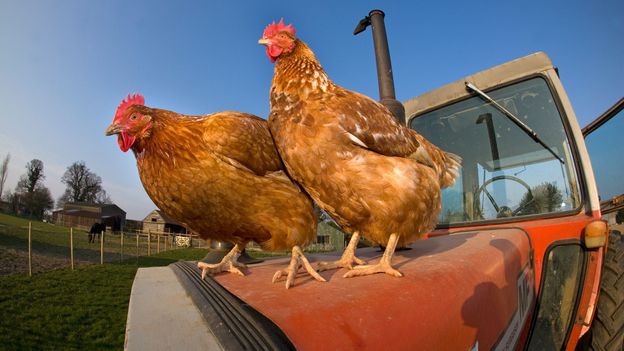 Chickens have intricate social lives (Credit: Ernie Janes/naturepl.com)