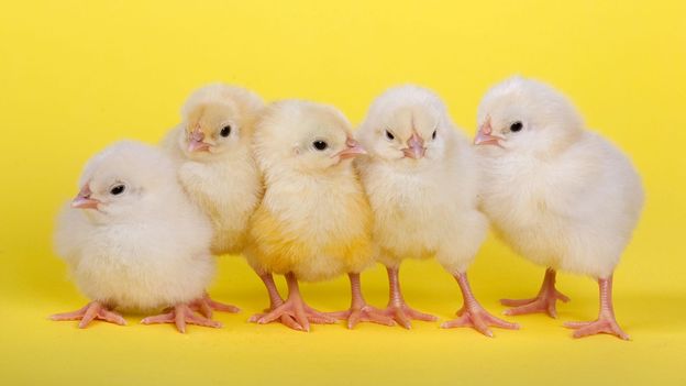 Newly-hatched chicks have remarkable skills (Credit: Ernie Janes/naturepl.com)