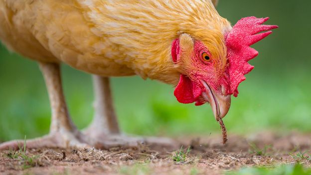 How much brain does pecking at seeds even take? (Credit: Klein & Hubert/naturepl.com)