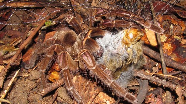 Bbc Earth Monstrous Spiders And Centipedes That Prey On Large Animals - spiders eat ants roblox