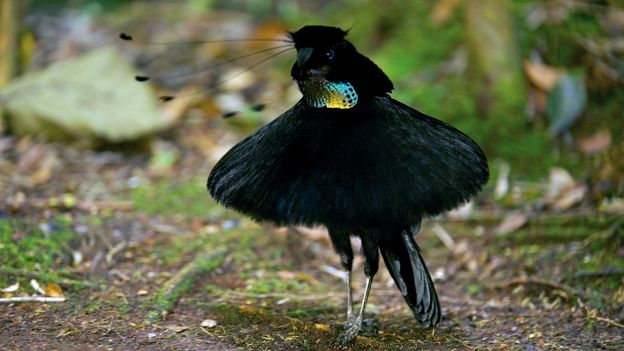BBC - Earth - Dazzling dance of a bird-of-paradise