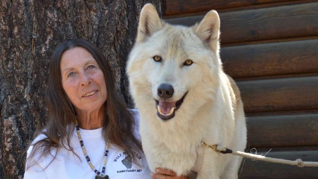 BBC - Earth - The woman who lives alongside wolves in order to save them