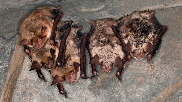 Bbc Earth The Secret Of How Bats Hang Upside Down While Fast Asleep
