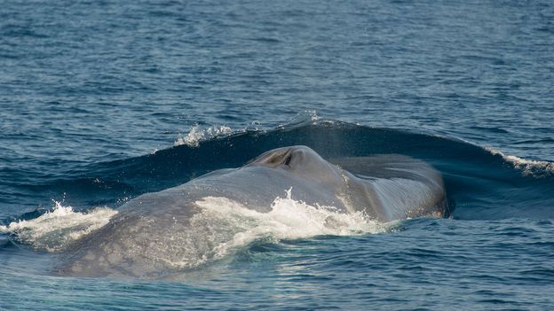 BBC - Earth - Whales do not catch colds, but they do get snotty blowholes