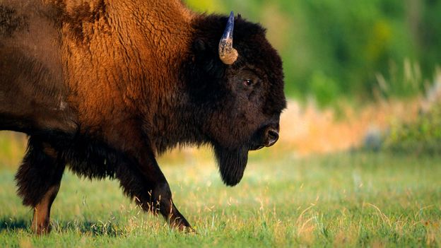 BBC - Earth - Bison had survived for 2 million years until humans arrived