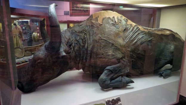 BBC - Earth - Bison had survived for 2 million years until humans arrived