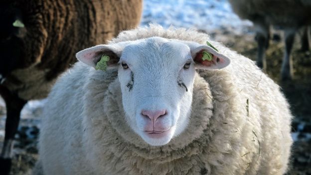 c Earth Sheep Are Not Stupid And They Are Not Helpless Either