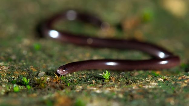 BBC - Earth - There are animals that can survive being eaten