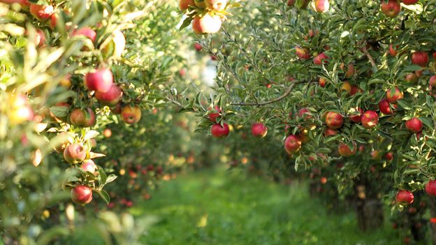 How farmers put apples into suspended animation