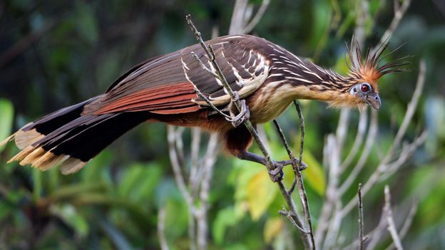 c Earth The Hoatzin Is A Bird That Resembles A Reptile