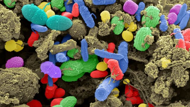 How our gut bacteria changes the way we feel