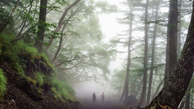 Shinrin-yoku: How Japan is fighting stress with nature