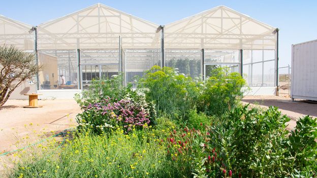 How to use seawater to grow food – in the desert