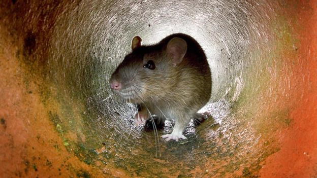 How to control invasive rats and mice at home without harming