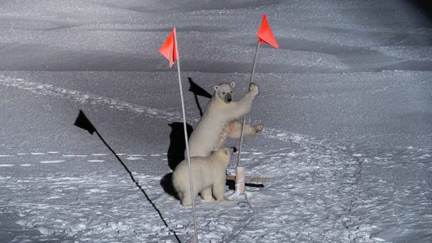 The icy camp where polar bears roam