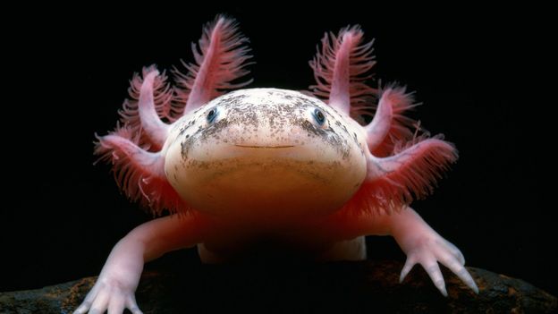 Axolotl mexican 2024 walking fish