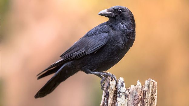 Corvids as deals pets