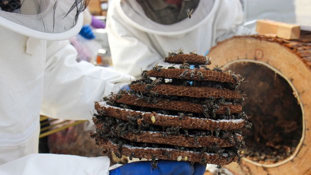 The Japanese village that eats wasps