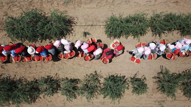 Ningxia farmers still harvest goji berries in the same way they have done throughout history (Credit: Credit: Xinhua/Alamy)